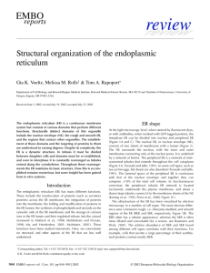 Structural organization of the endoplasmic reticulum