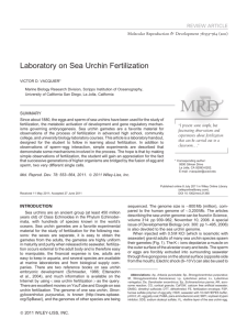 Laboratory on sea urchin fertilization