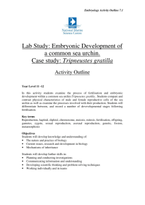 Lab Study: Embryonic Development of a common sea urchin. Case