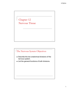 Chapter 12 Nervous Tissue