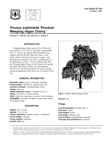Prunus subhirtella 'Pendula' Weeping Higan Cherry