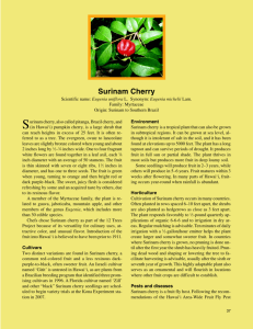 Surinam Cherry (12 Trees)