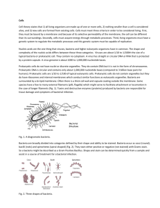 Cells Cell theory states that 1) all living organisms are made up of