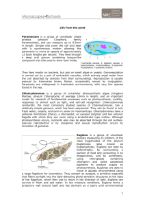 Microscopic life in the pond fact sheet