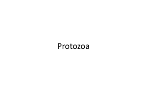 Protozoa