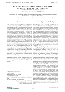 mechanical loading and how it affects bone cells