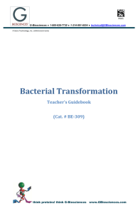 Bacterial Transformation - G