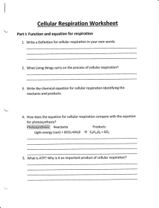 Cellular Respiration Worksheet