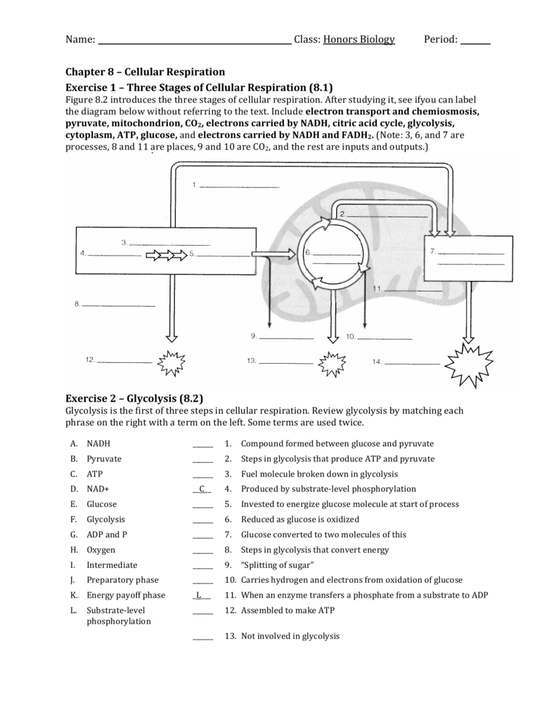 Cellular Respiration Review Worksheet