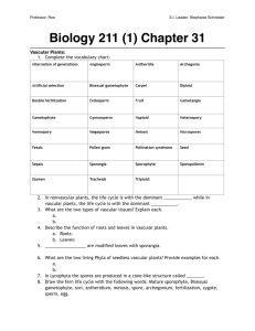 Biol 211 (1) Chapter 31 Vascular Plants