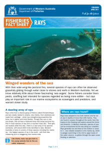 Rays - Department Of Fisheries Western Australia