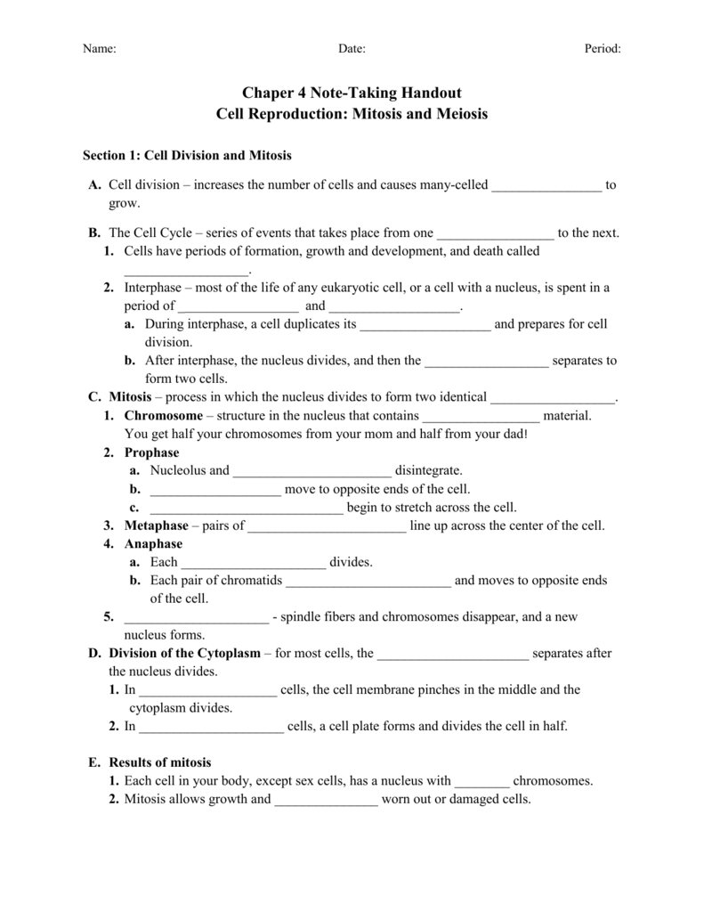 Cell Division Reinforcement Worksheet Answer Key