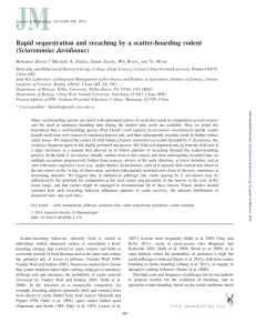 Rapid sequestration and recaching by a scatter-hoarding
