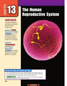 Chapter 13: The Human Reproductive System