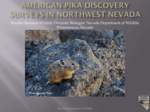American Pika Discovery Surveys in NW Nevada