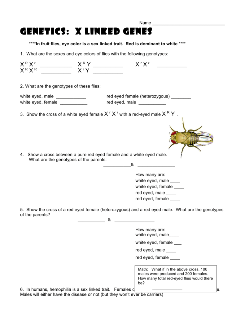 Genetics X Linked Genes Worksheet 4586