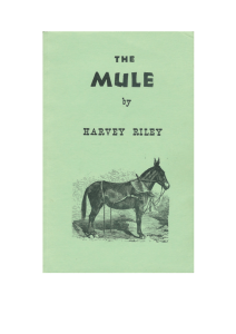 THE MULE - maultier.info