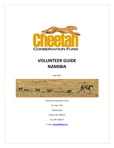 volunteer guide namibia - Cheetah Conservation Fund