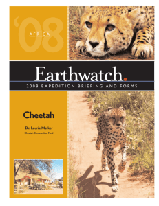 Cheetah - Earthwatch