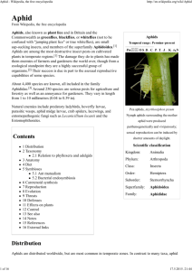 Aphid - Wikipedia, the free encyclopedia
