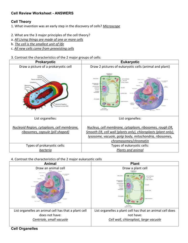 Cells Worksheets. Plant Cell Worksheet. Cell Theory. The New Cell Theory.