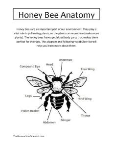 Honey Bee Anatomy - The Homeschool Scientist