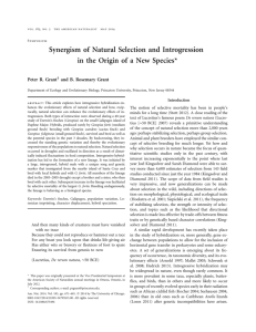 Synergism of Natural Selection and Introgression in the Origin of a