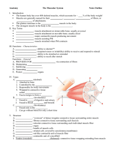 Anatomy The Muscular System Notes Outline I. Introduction The