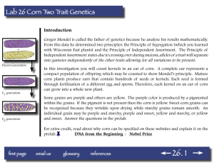 Lab 26 Corn Two Trait Genetics