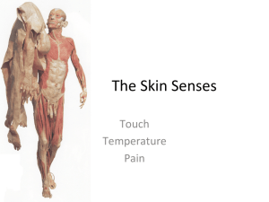 The Skin Senses