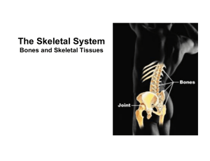 The Skeletal System
