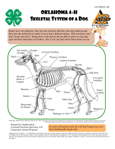 4H dog skeletal anatomy - Oklahoma State 4-H