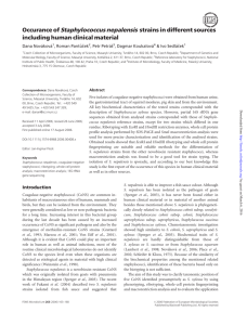 Occurance of Staphylococcus nepalensis strains in different sources