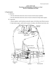 Muscle Proprioceptors - Department of Animal Science