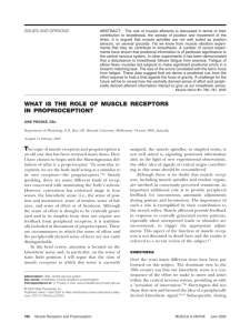 What is the role of muscle receptors in proprioception?