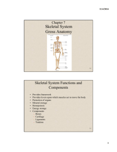 Skeletal System Gross Anatomy