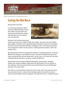 Losing the Rat Race - The Raising of America