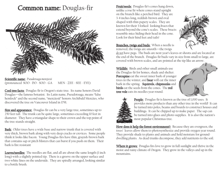 Common name: Douglas-fir - Tillamook Forest Center