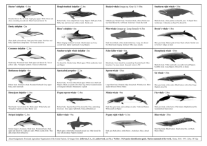 Marine mammal sighting form - Department of Conservation