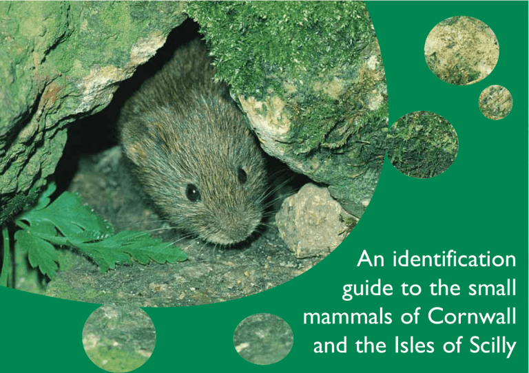 An identification guide to the small mammals of