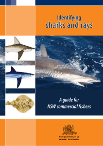 Identifying sharks and rays - NSW Department of Primary Industries