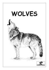 Key Stage 2 - Wolves