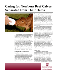 Caring for Newborn Beef Calves Separated from Their Dams