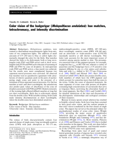 Color vision of the budgerigar (Melopsittacus undulatus): hue