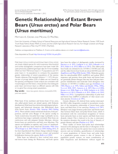 Genetic Relationships of Extant Brown Bears (Ursus arctos) and