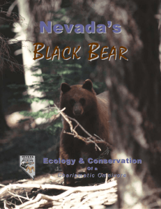 Nevada's Black Bears - Nevada Department of Wildlife