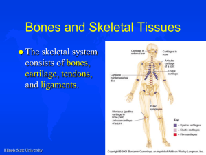 6. Skeletal System: Histology and Development.