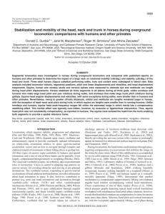 Stabilization and mobility of the head, neck and trunk in horses