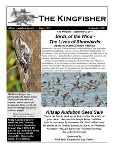 The Kingfisher - Kitsap Audubon Society