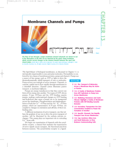 chapter13Membrane Channels and Pumps
